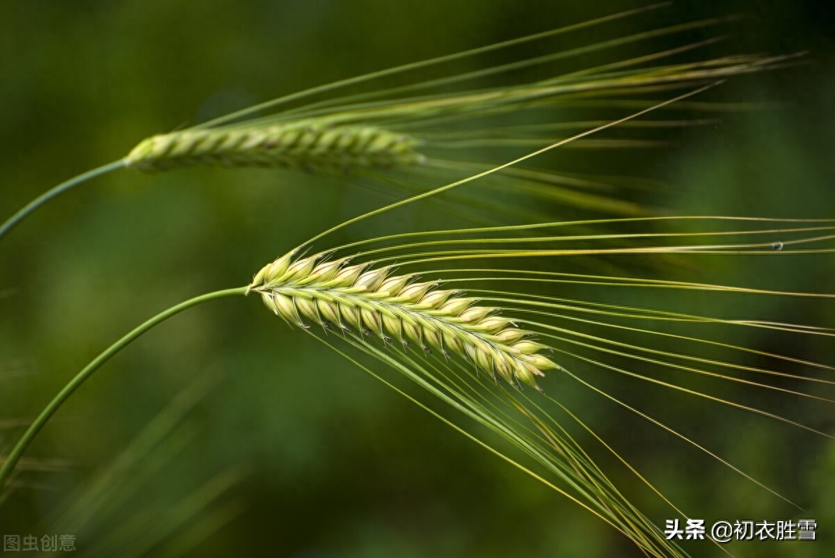 初夏经典古诗名句（樱桃熟后麦秋凉，麦秋天气似清明）