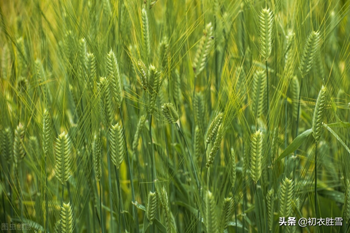 初夏经典古诗名句（樱桃熟后麦秋凉，麦秋天气似清明）