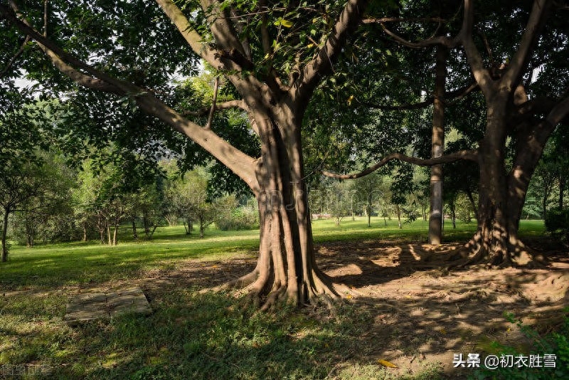 初夏绿阴诗词五首鉴赏（日晚无来客，闲船系绿阴）