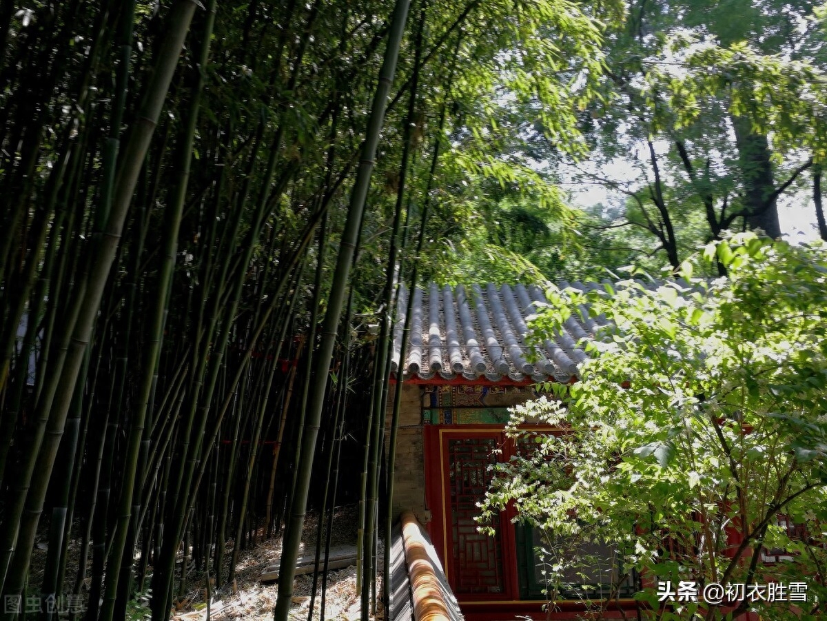 初夏绿阴诗词五首鉴赏（日晚无来客，闲船系绿阴）