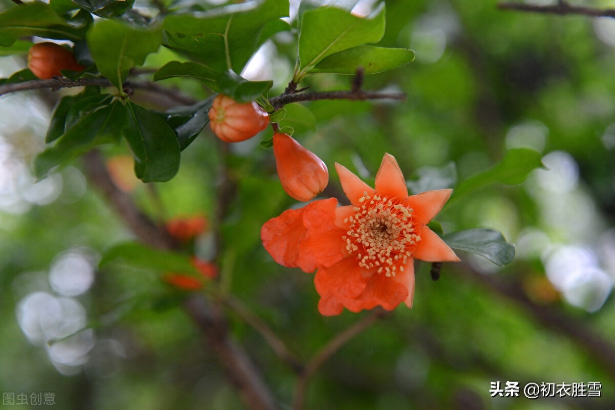 初夏绿阴诗词五首鉴赏（日晚无来客，闲船系绿阴）