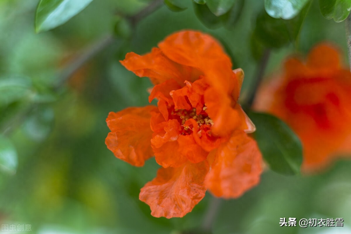 早夏花事诗词10首赏析（一信楝花风，并做石榴红）