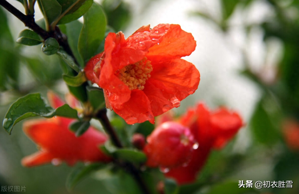 石榴花古诗大全赏析（赞美石榴花的古诗词）