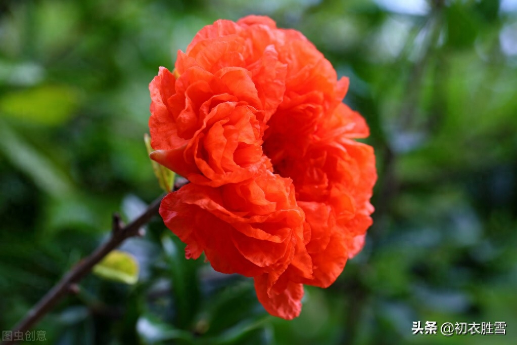 石榴花古诗大全赏析（赞美石榴花的古诗词）