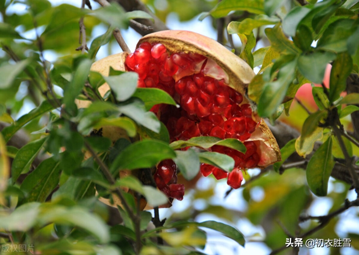 石榴花古诗大全赏析（赞美石榴花的古诗词）