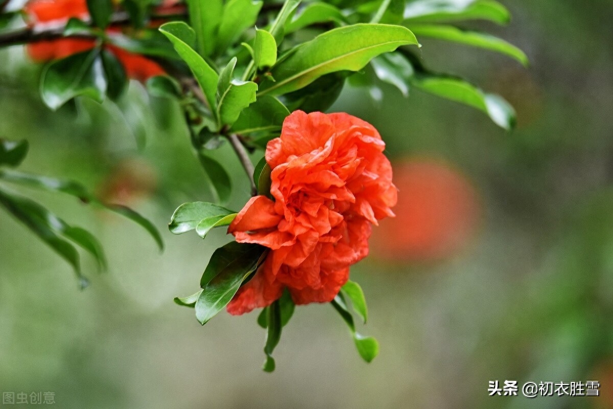 石榴花古诗大全赏析（赞美石榴花的古诗词）