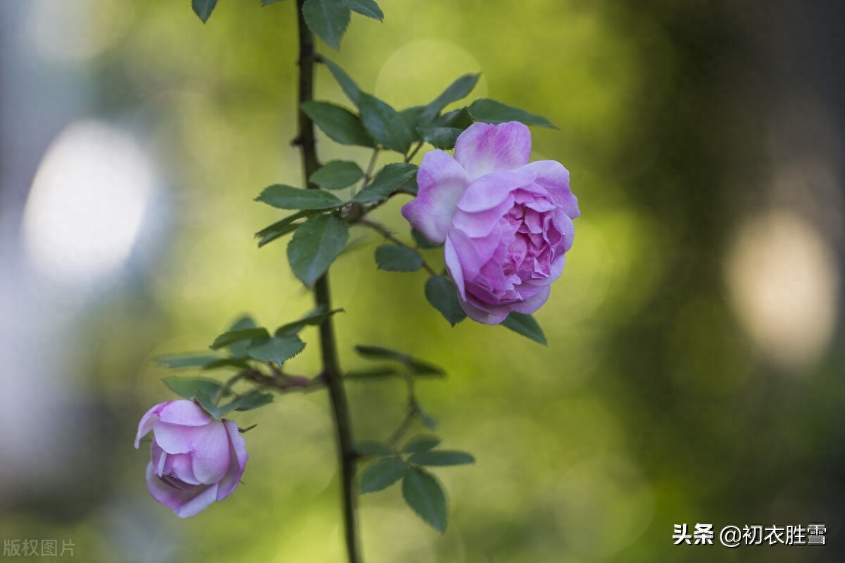 五月夏花蔷薇诗词六首（连春接夏开，繁花夏景长）