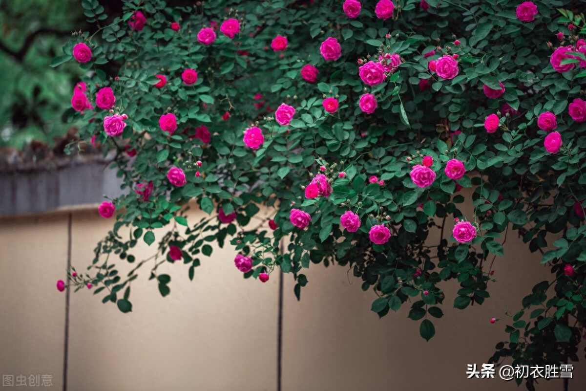 五月夏花蔷薇诗词六首（连春接夏开，繁花夏景长）