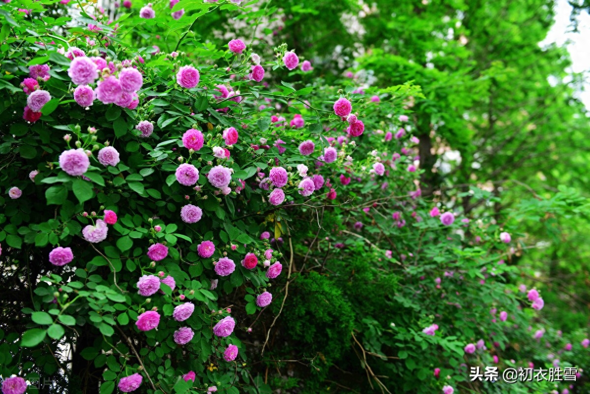 五月夏花蔷薇诗词六首（连春接夏开，繁花夏景长）