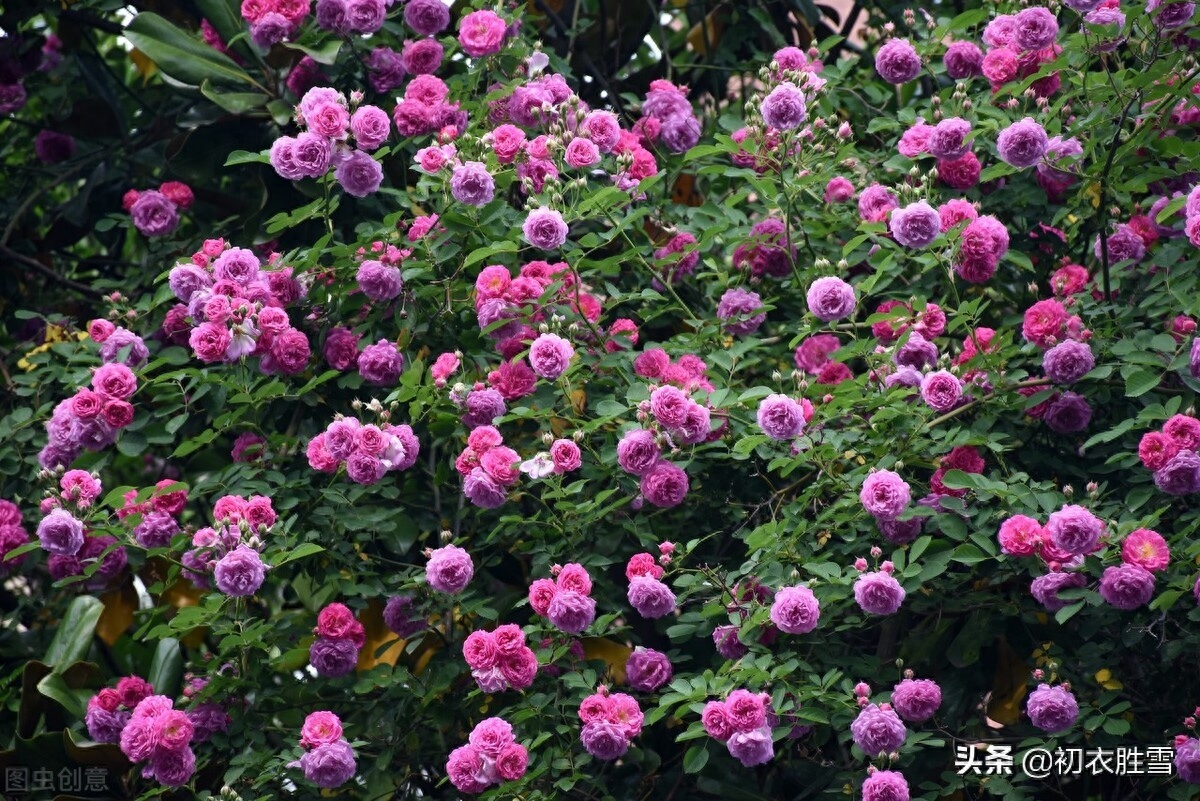 五月夏花蔷薇诗词六首（连春接夏开，繁花夏景长）