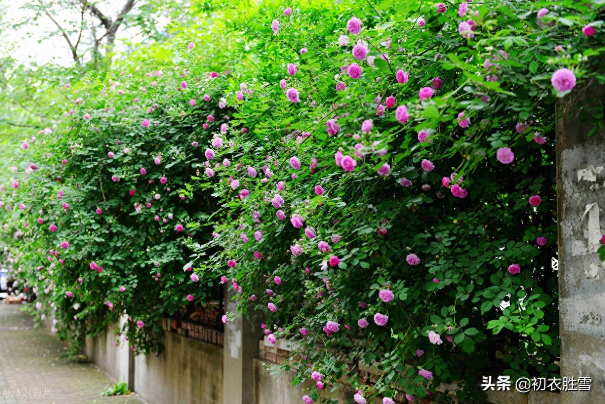 五月夏花蔷薇诗词六首（连春接夏开，繁花夏景长）