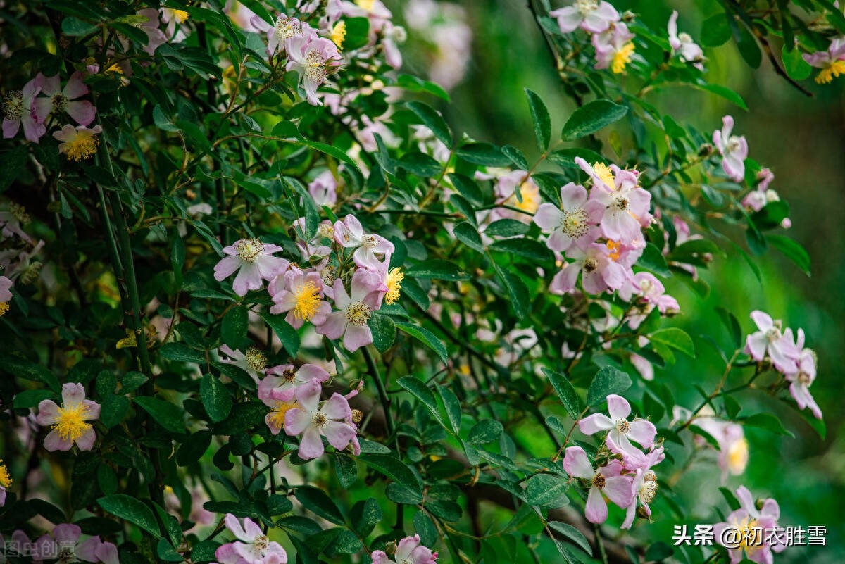 关于夏至的经典古诗（立夏八首诗词赏析）