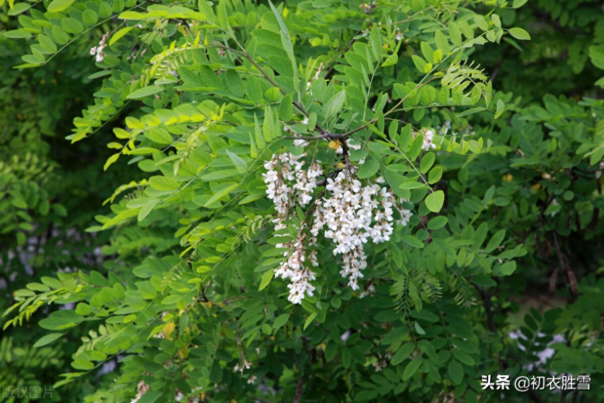 晚春槐树诗词七首鉴赏（青槐夹道长安，绿槐阴里相思）