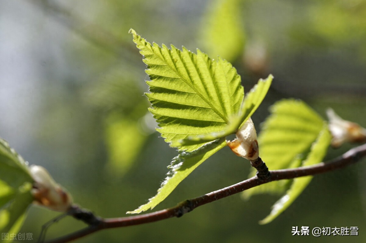 送春唯美诗词有哪些（明丽送春诗词8首）