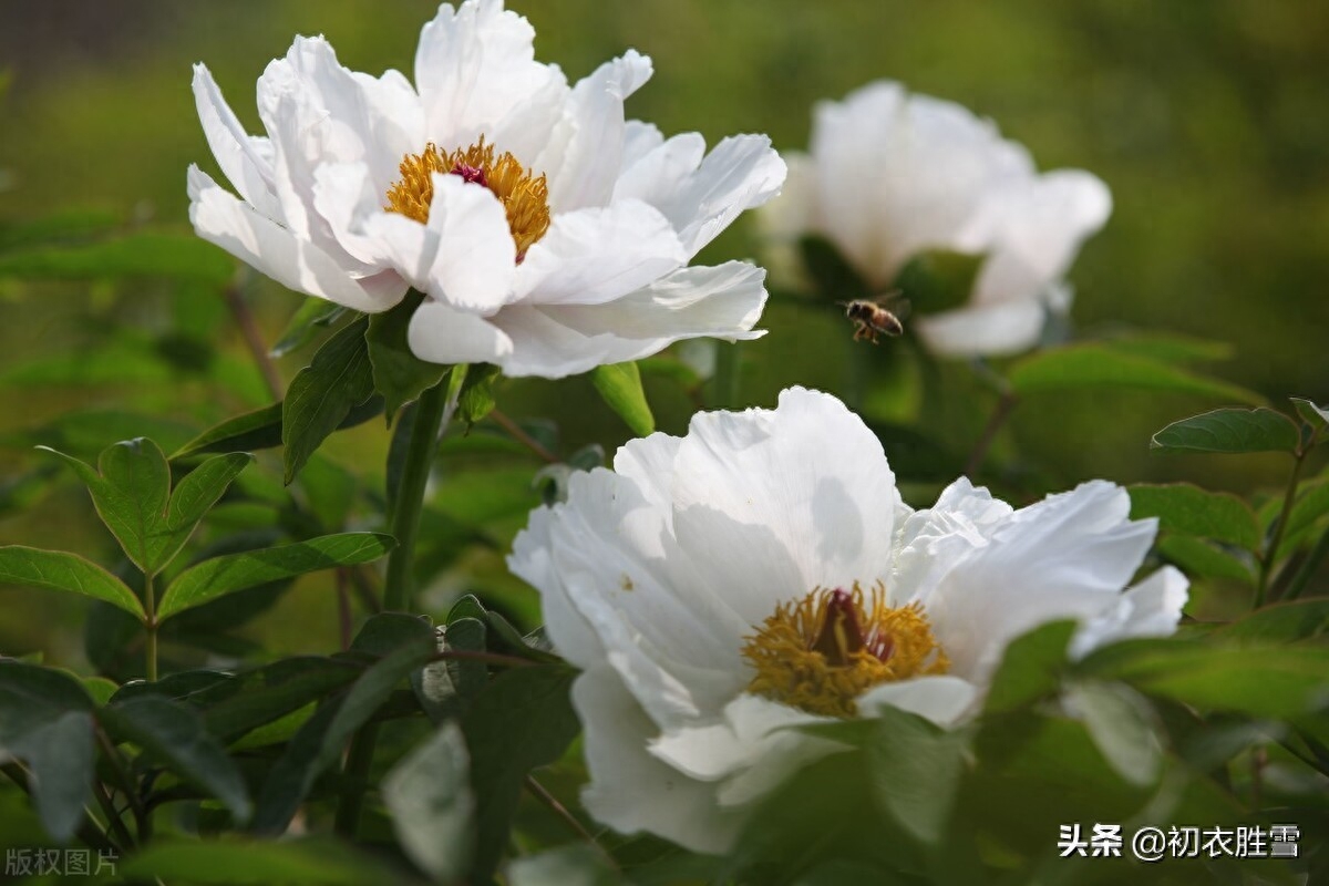 牡丹唯美诗词名句（谷雨节气牡丹诗词7首）