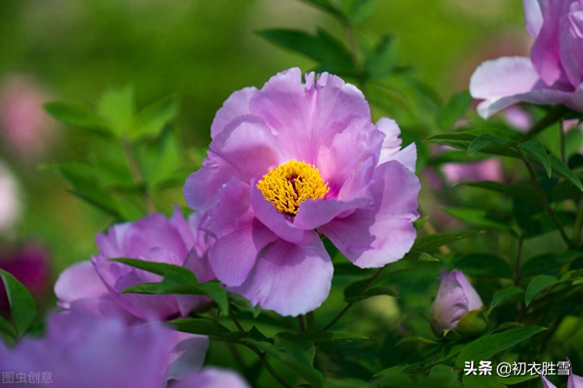 牡丹唯美诗词名句（谷雨节气牡丹诗词7首）