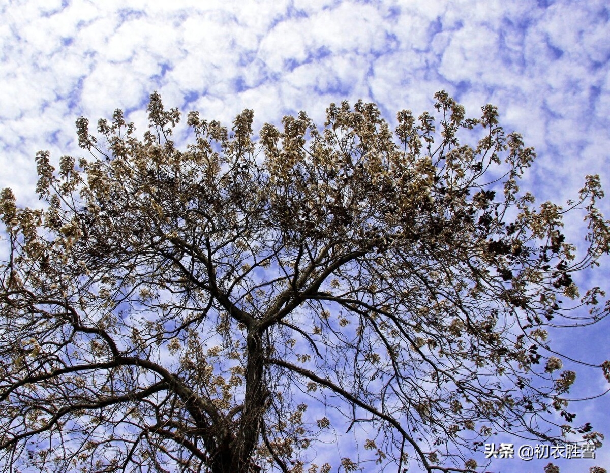 形容芦苇花的唯美诗句（清明节气桐花诗词8首）