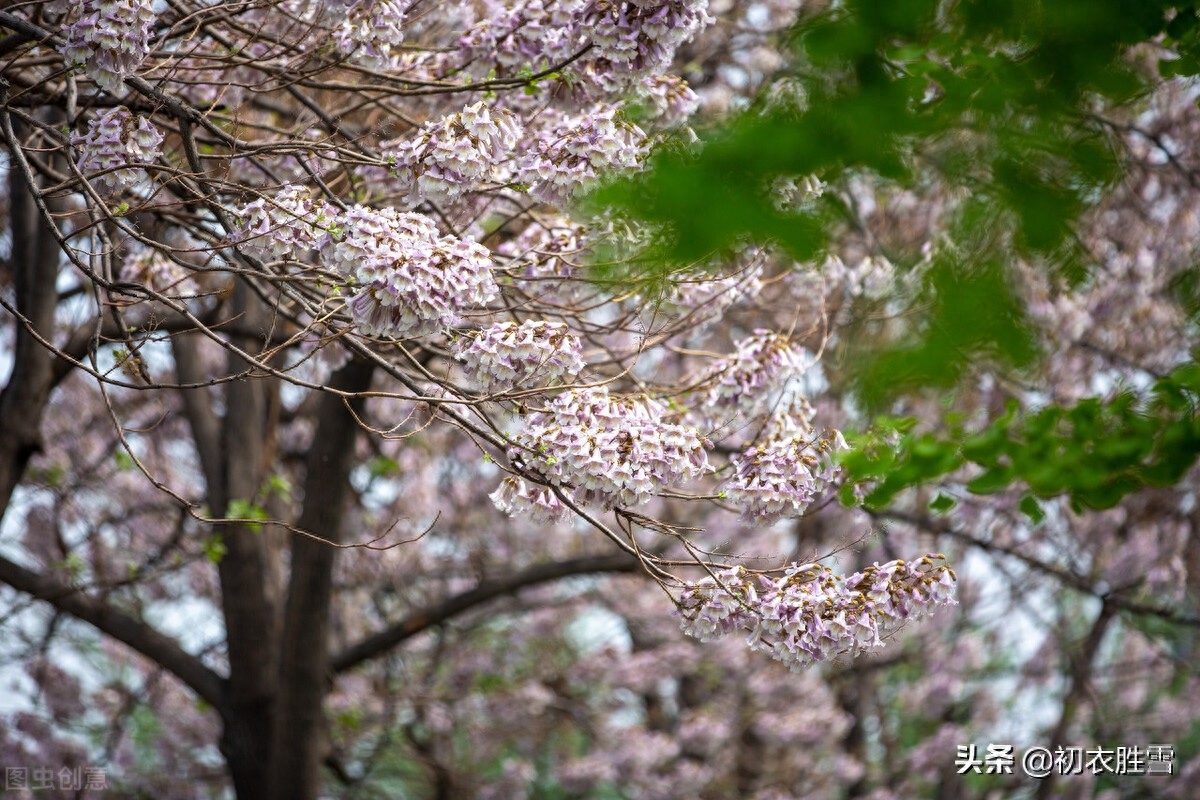 形容芦苇花的唯美诗句（清明节气桐花诗词8首）