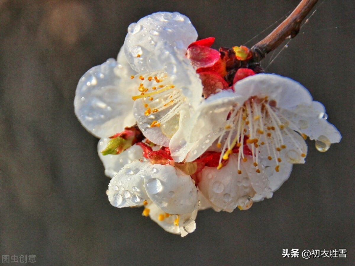 仲春烟雨美词四首赏析（檐头可怜风，杏梢烟雨红）