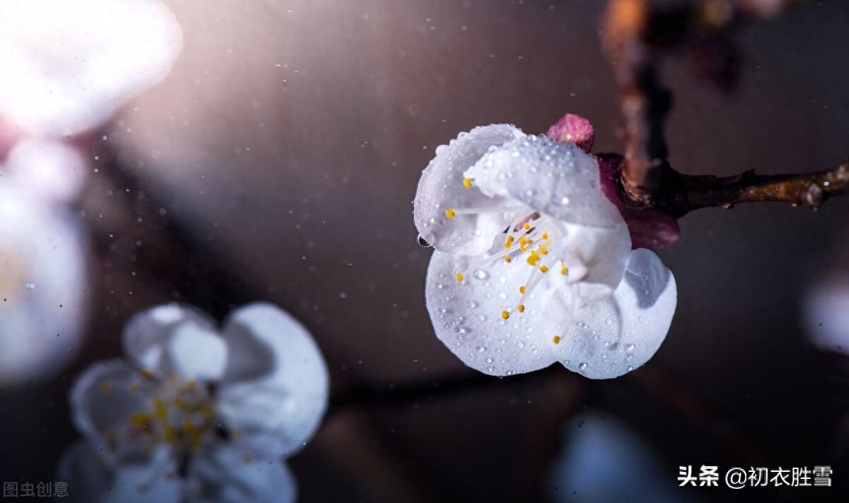 仲春烟雨美词四首赏析（檐头可怜风，杏梢烟雨红）