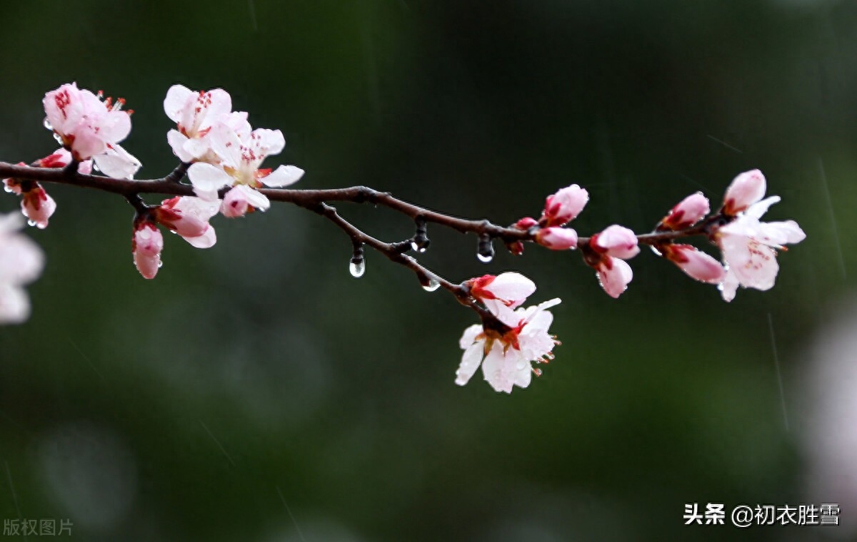 仲春烟雨美词四首赏析（檐头可怜风，杏梢烟雨红）