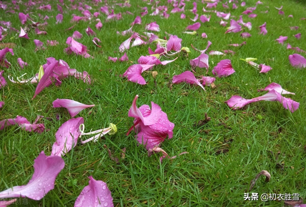 仲春烟雨美词四首赏析（檐头可怜风，杏梢烟雨红）