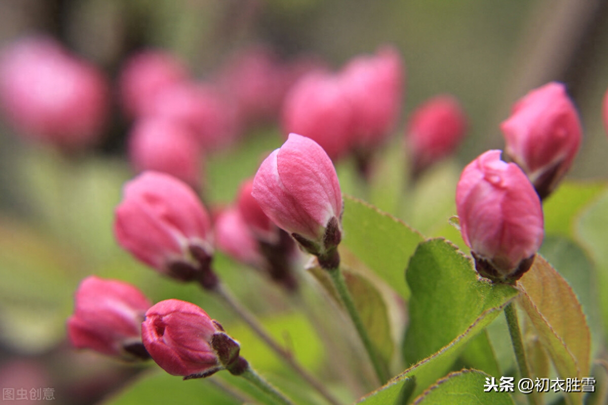 海棠唯美诗词大全（唯美海棠6首诗词）