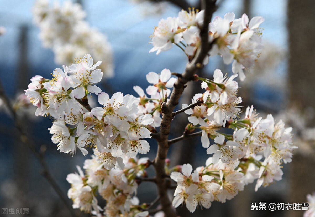 樱桃花唯美诗词大全（樱桃花古诗词6首）