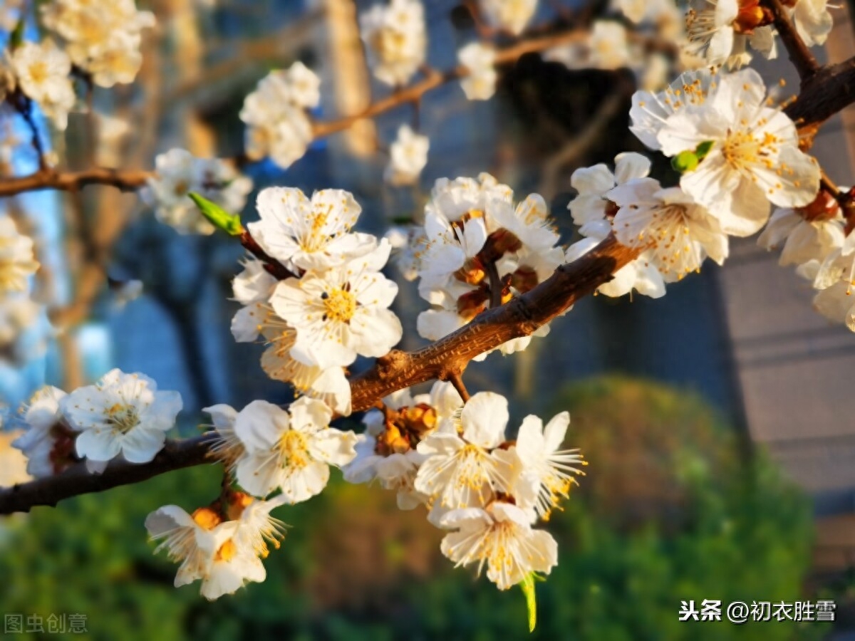 樱桃花唯美诗词大全（樱桃花古诗词6首）