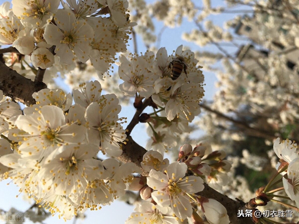 樱桃花唯美诗词大全（樱桃花古诗词6首）