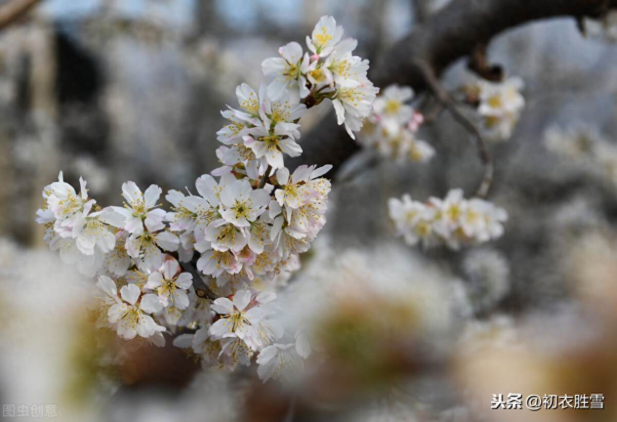 樱桃花唯美诗词大全（樱桃花古诗词6首）