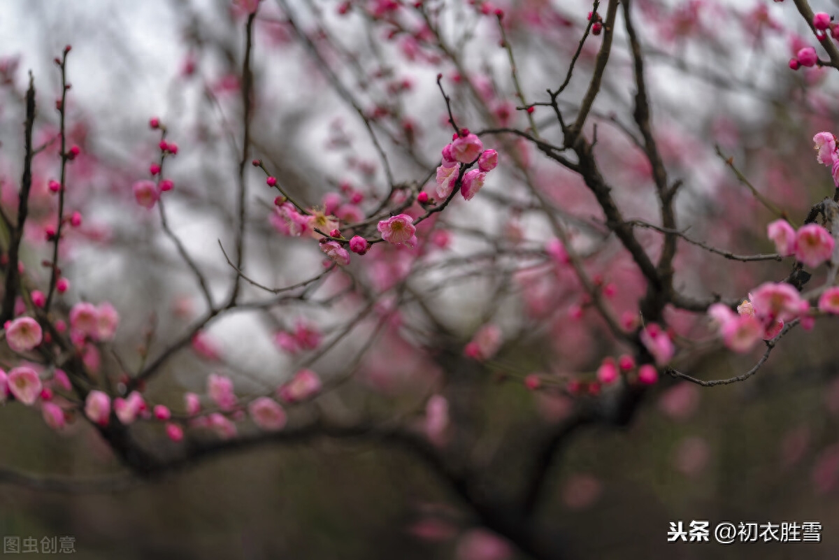 梅花相思诗词6首（相思一夜梅花发，相思忽到梅花树）