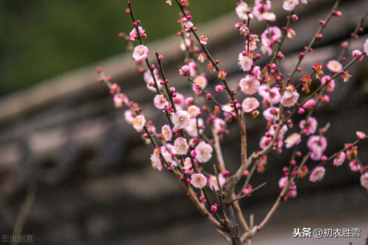 梅花相思诗词6首（相思一夜梅花发，相思忽到梅花树）