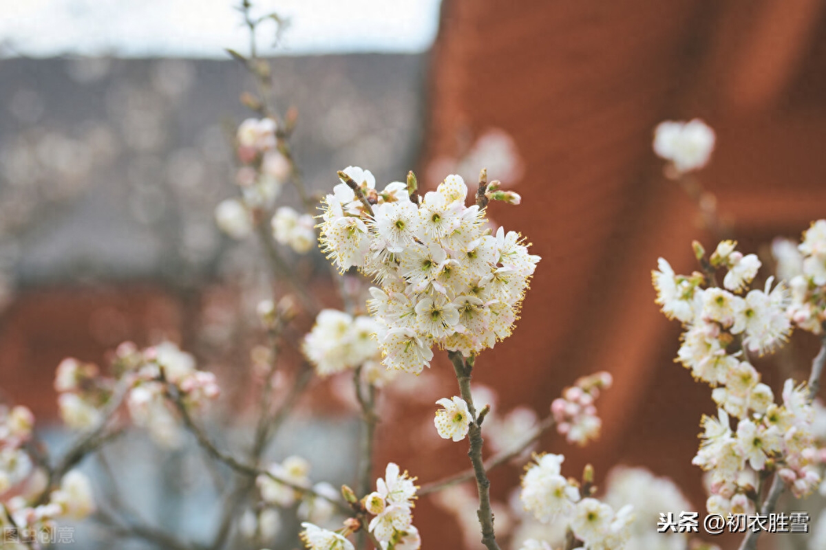 桃花唯美诗词大全（元稹樱桃花丽诗两首）