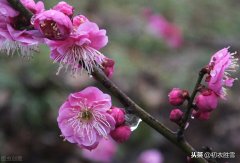 二十四节气雨水诗三首（春雨细如丝，万物尽熙熙）