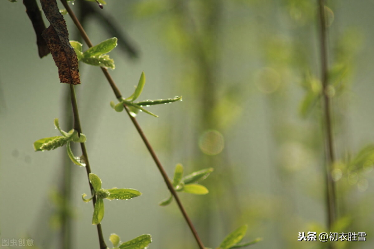 二十四节气雨水诗三首（春雨细如丝，万物尽熙熙）