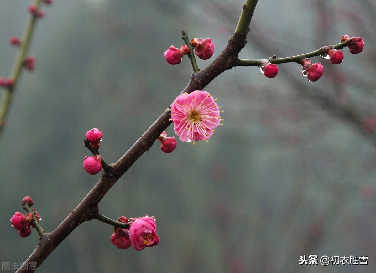 二十四节气雨水诗三首（春雨细如丝，万物尽熙熙）