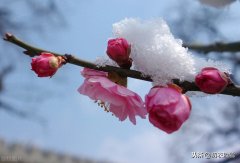 大寒节气梅花诗三首（不有大寒风气势，难开小朵玉精神）