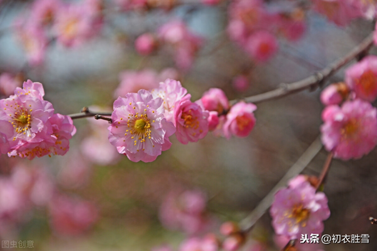 梅花唯美诗词大全（粲然一笑亦何奇，结得梅花一笑缘）