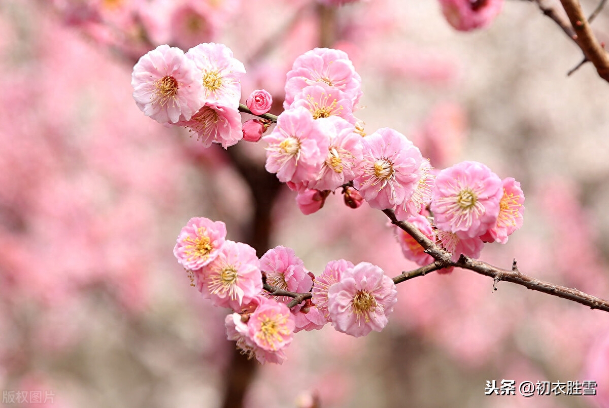 梅花唯美诗词大全（粲然一笑亦何奇，结得梅花一笑缘）