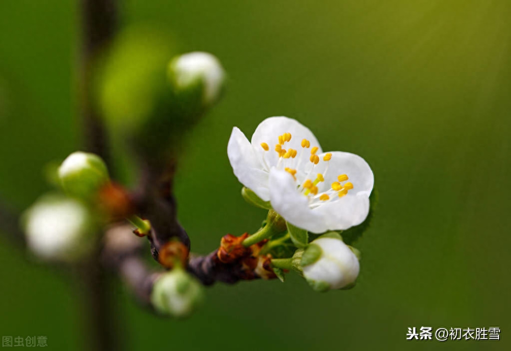 梅花唯美诗词大全（粲然一笑亦何奇，结得梅花一笑缘）