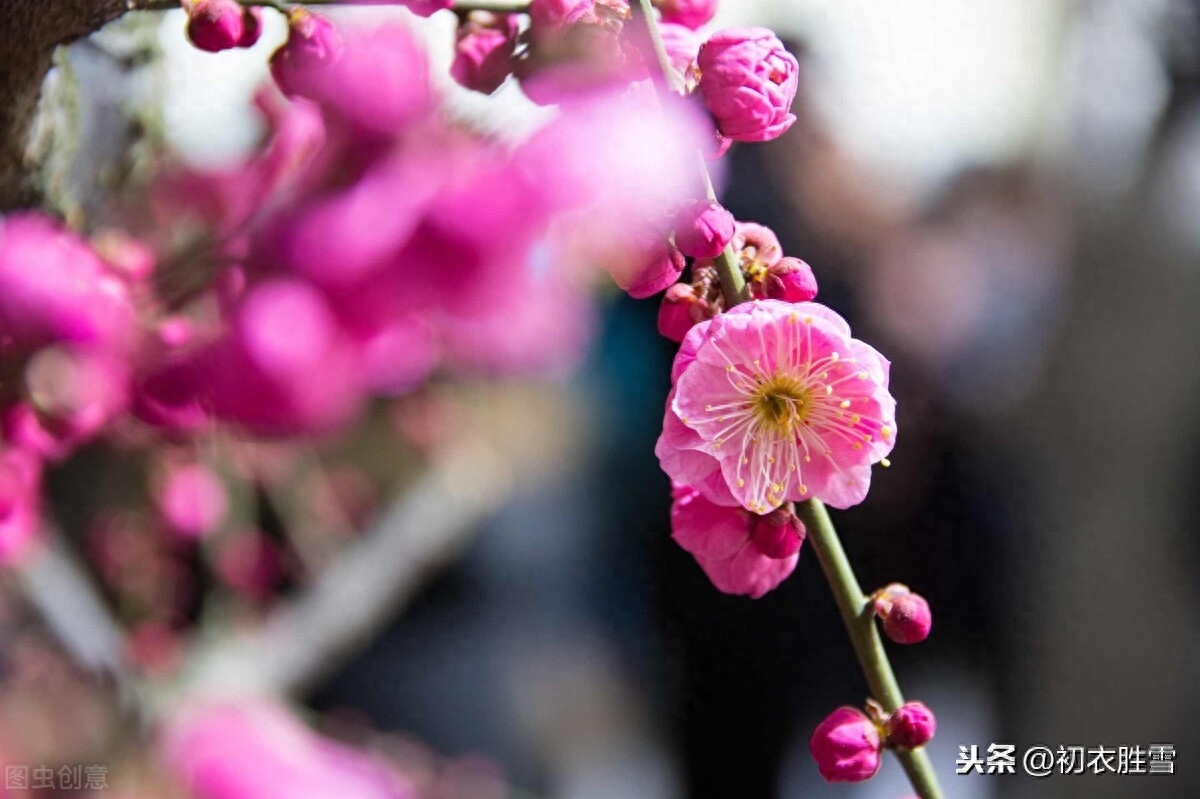 梅花唯美诗词大全（粲然一笑亦何奇，结得梅花一笑缘）