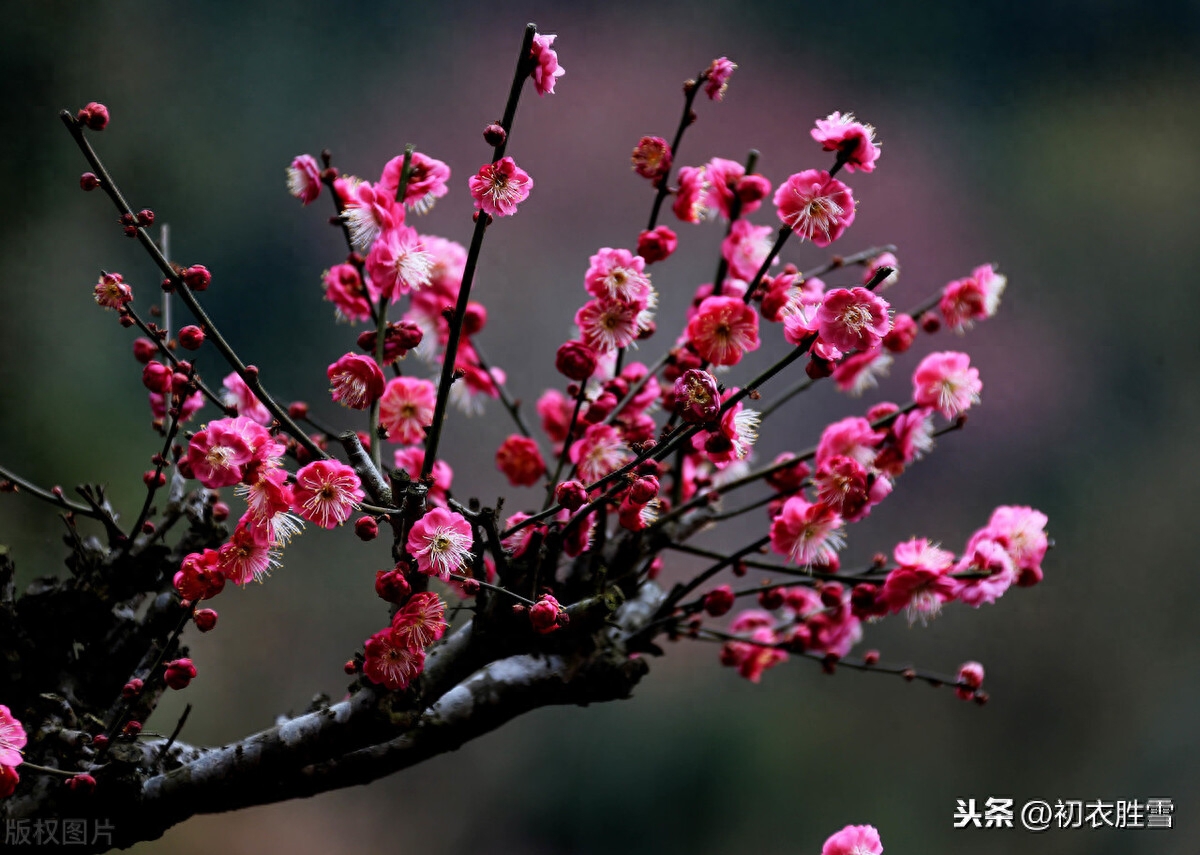 梅花唯美诗词有哪些（慷慨爱国梅花诗三首）