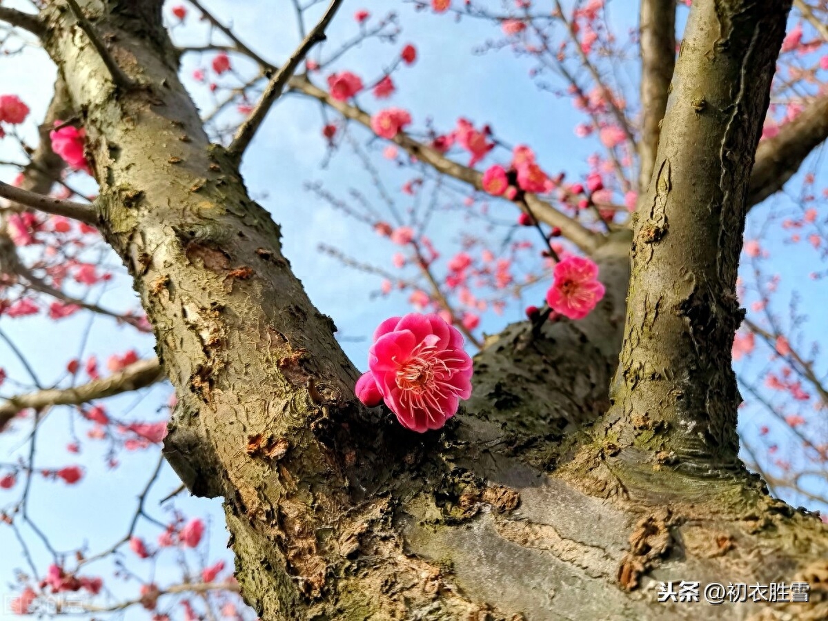 梅花唯美诗词有哪些（慷慨爱国梅花诗三首）