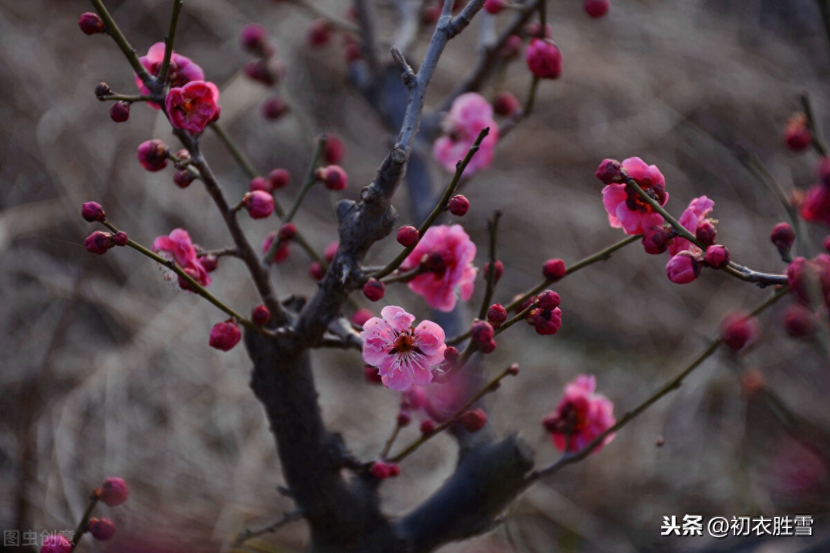 梅花唯美诗词有哪些（慷慨爱国梅花诗三首）