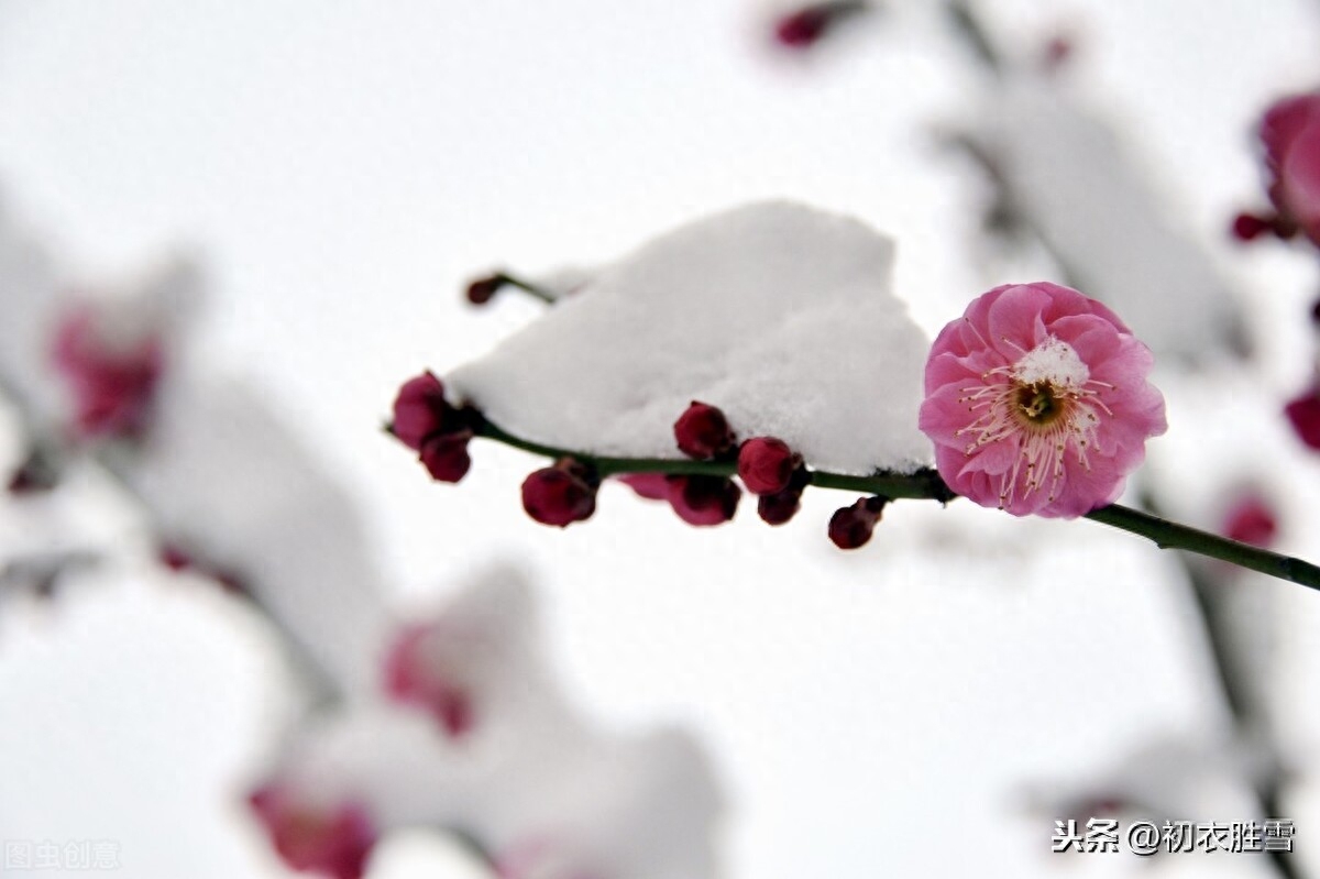 腊月花事梅花五首鉴赏（一枝梅破腊，万象渐回春）