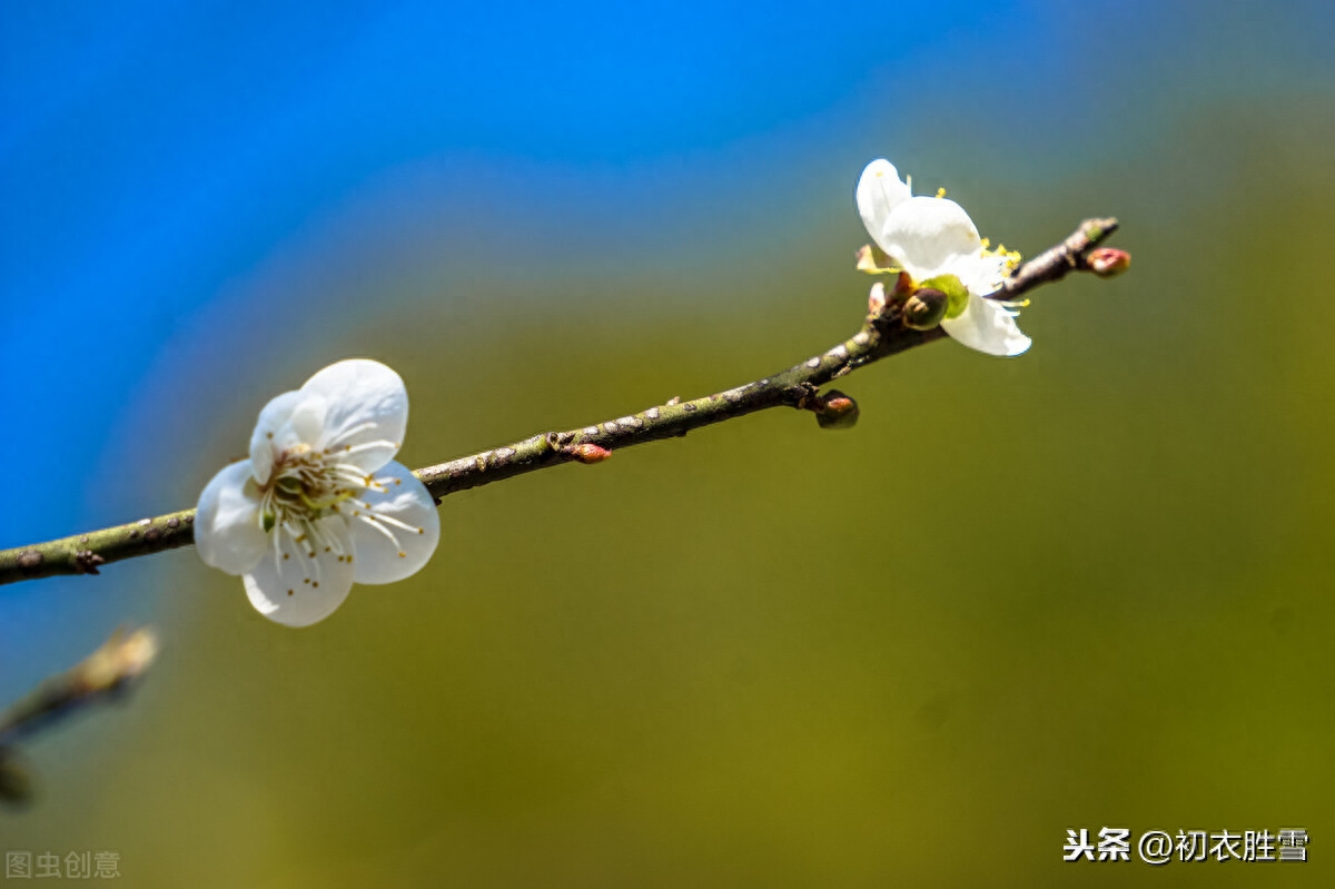 腊月花事梅花五首鉴赏（一枝梅破腊，万象渐回春）