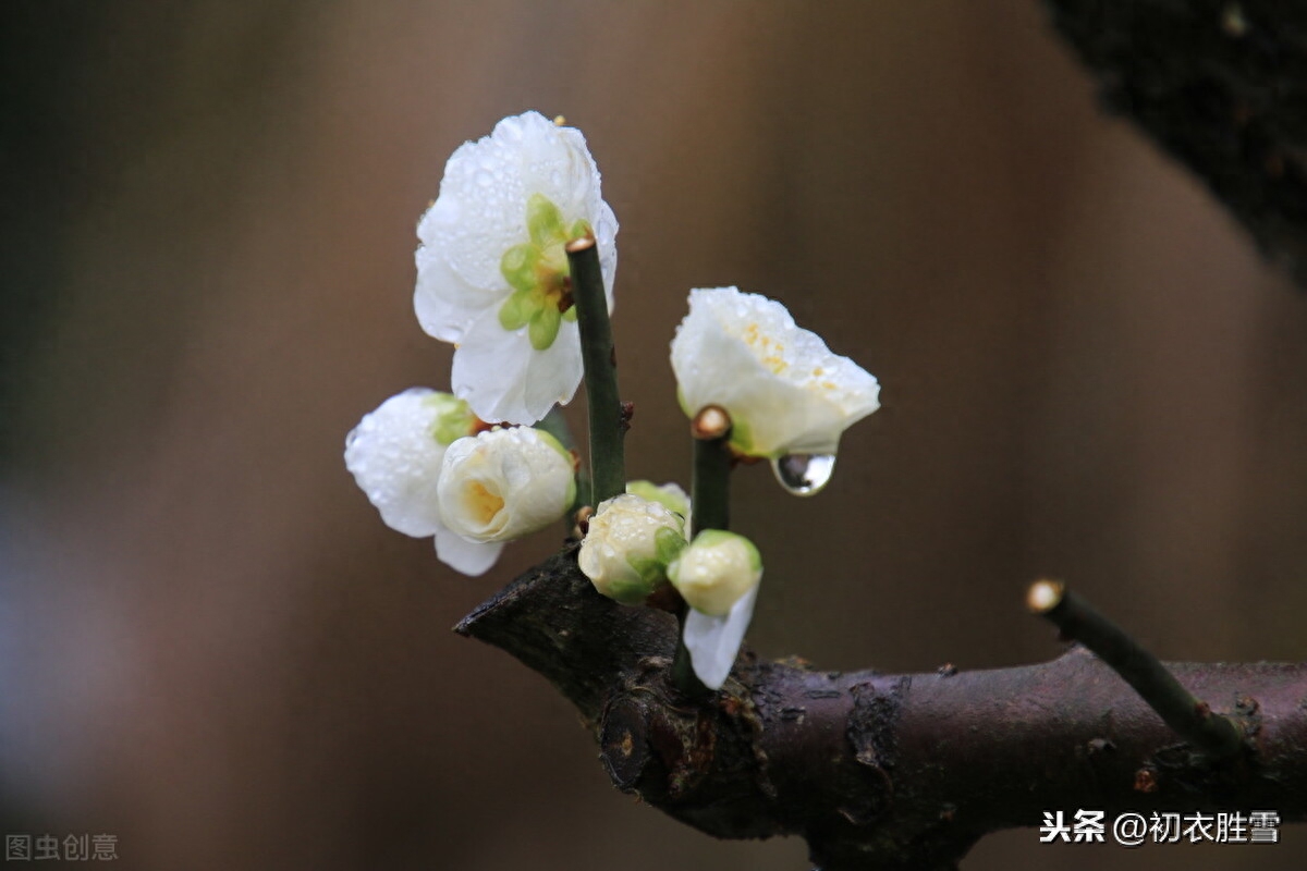 腊月花事梅花五首鉴赏（一枝梅破腊，万象渐回春）