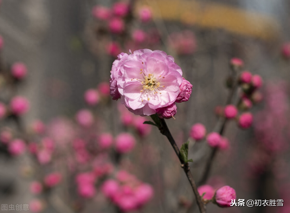 腊月花事梅花五首鉴赏（一枝梅破腊，万象渐回春）