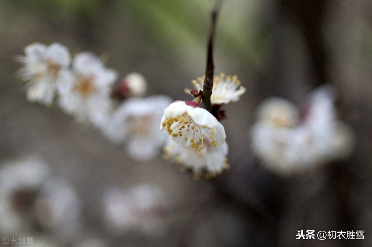 梅花唯美诗词大全（温柔的梅花诗词）